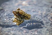 Article scientifique sur la Pyramide des maladies